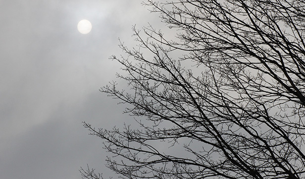 Bare tree branches and a weak sun shine through an overcast sky